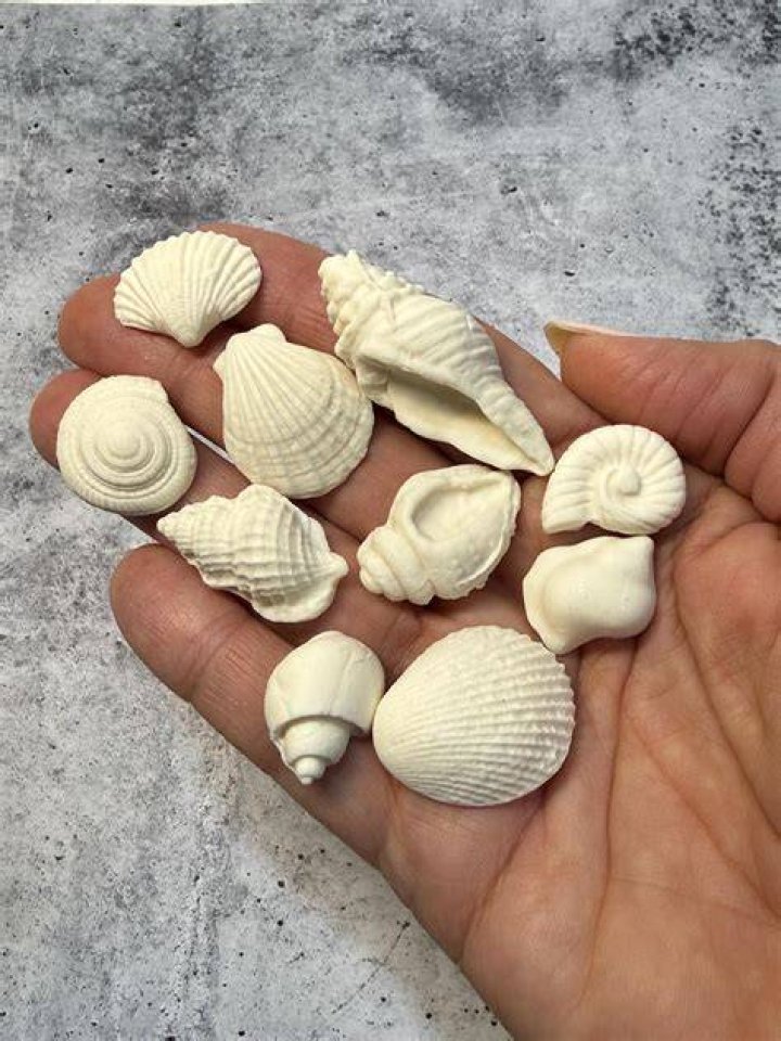 Are seashells vegan?