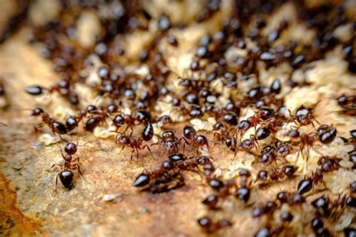 Can ants starve to death?