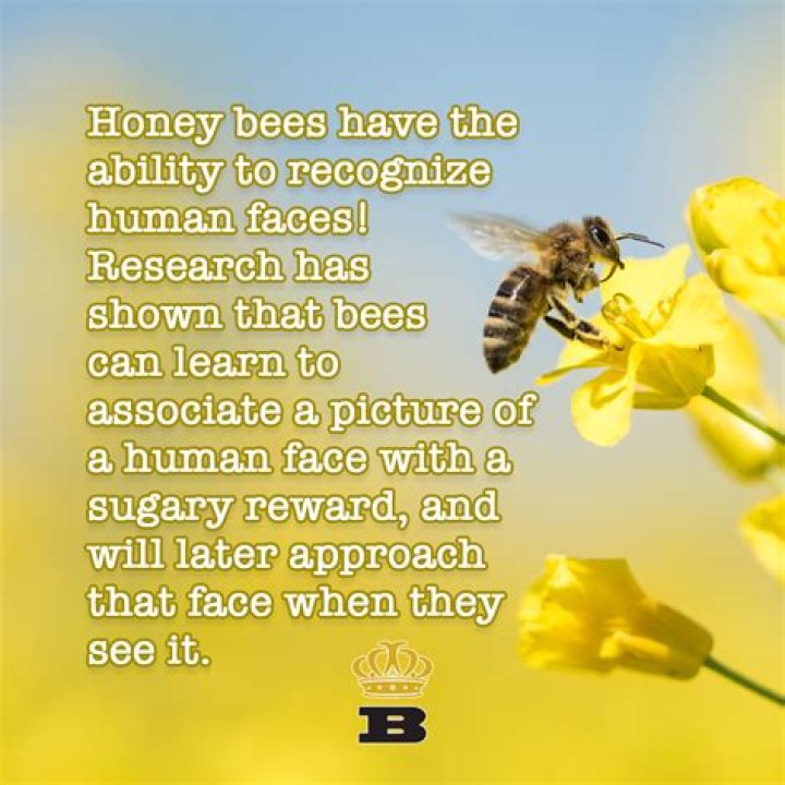 Can bees recognize their beekeeper?