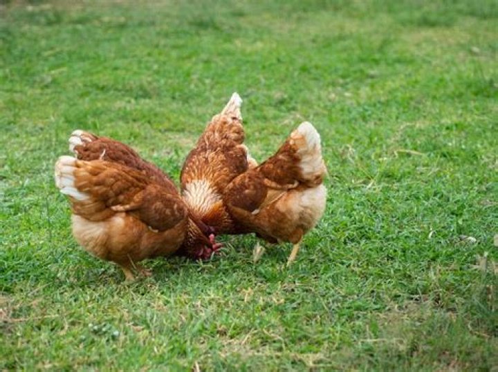 Can chickens live on just grass?