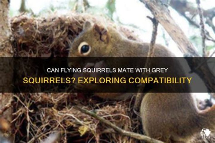 Can grey squirrels mate with fox squirrels?