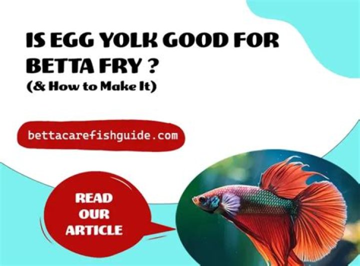 Can I feed egg yolk to betta fry?