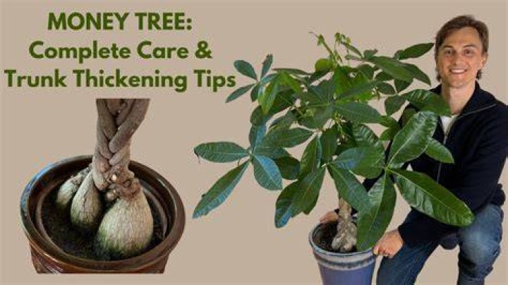 Can money trees grow new trunks?