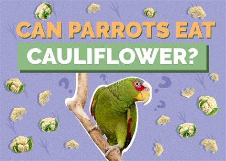 Can parrots eat cauliflower?