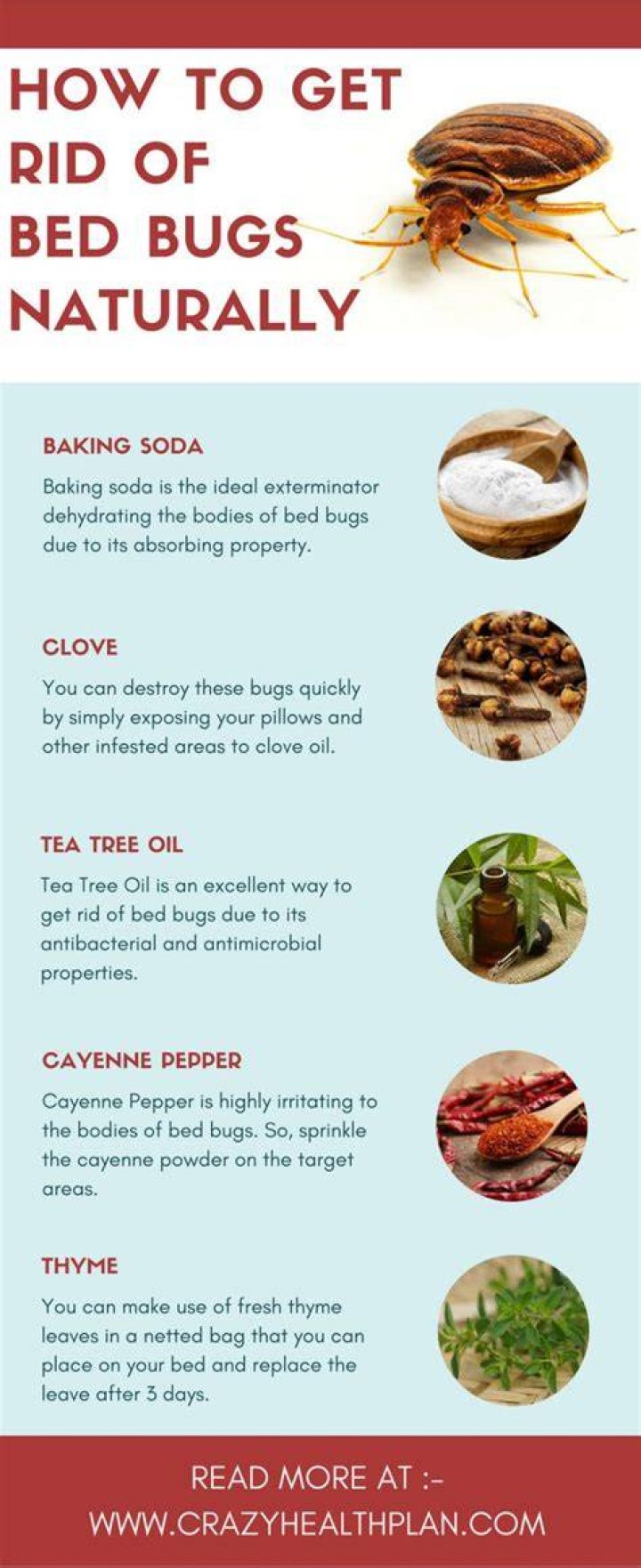 Can vinegar get rid of bed bugs?