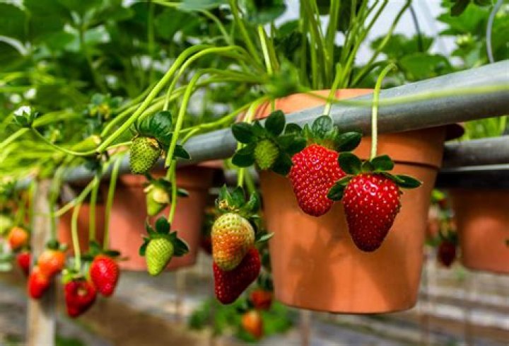 Can you grow strawberries inside your house?