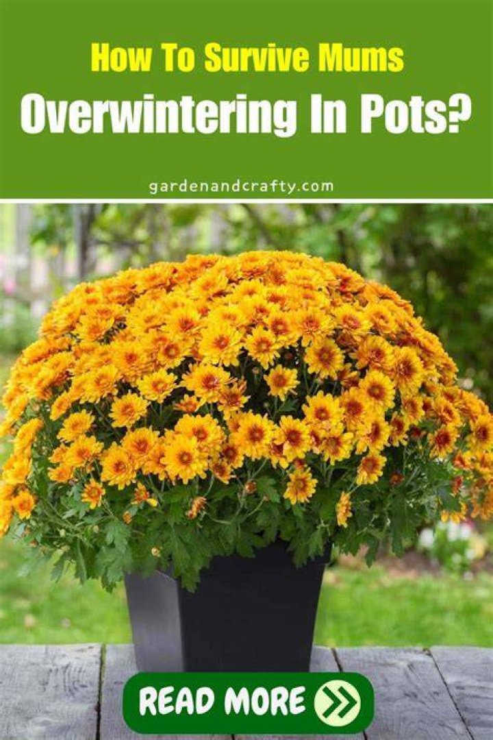 Can you leave mums in pots over winter?