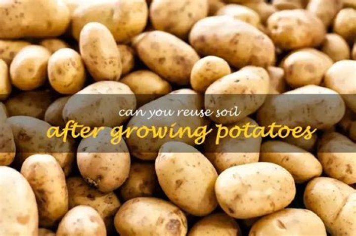 Can you reuse soil from potatoes?