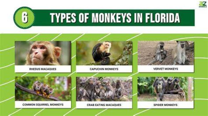 Do any monkeys live in Florida?