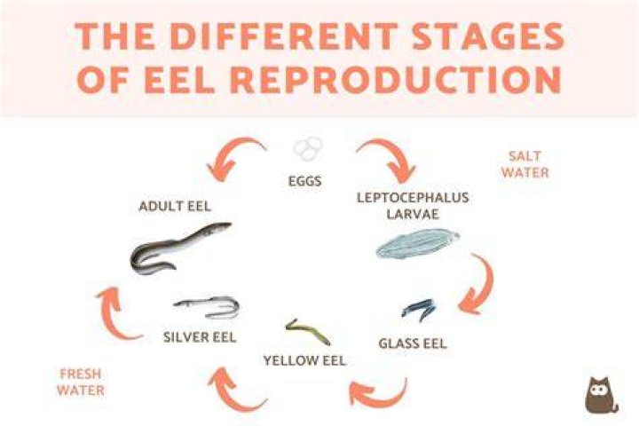 Do eels lay eggs or give birth?