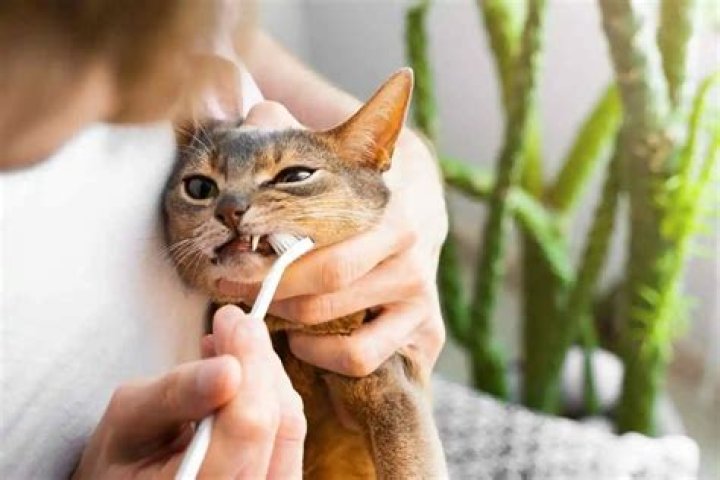 Do I need to clean my cat's teeth?