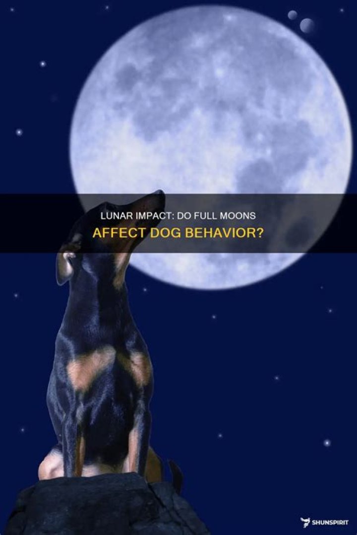 Do new moons affect cats?