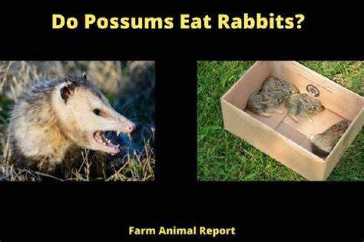 Do possums eat rabbits?