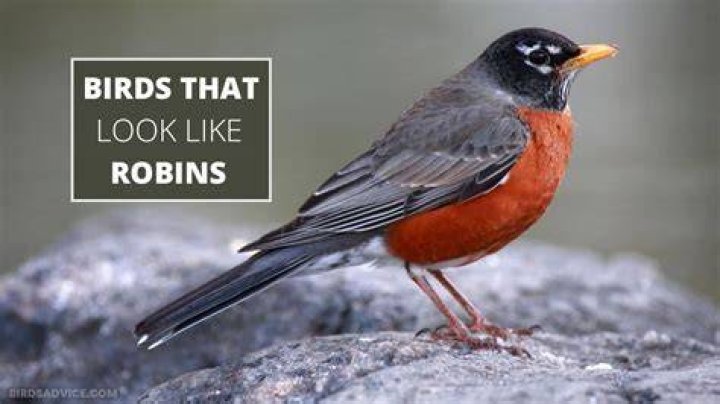 Do robins like cheese?