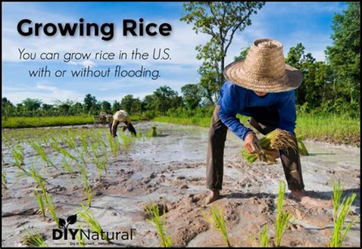 Does rice grow in Britain?