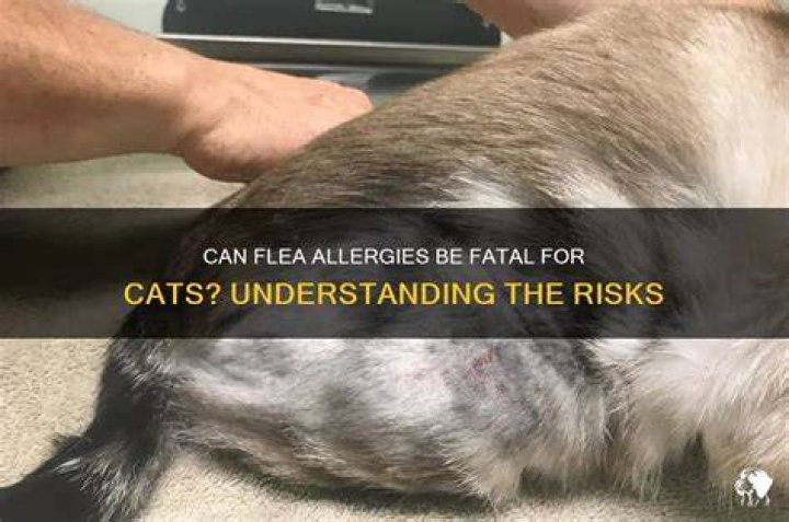 How can I ease my cats flea allergy dermatitis?