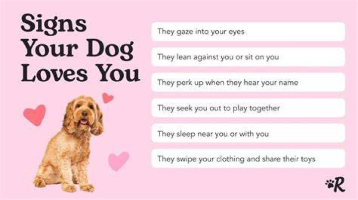 How can I tell if my dog likes my baby?