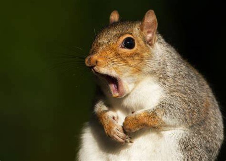 How can you tell if a squirrel is angry?