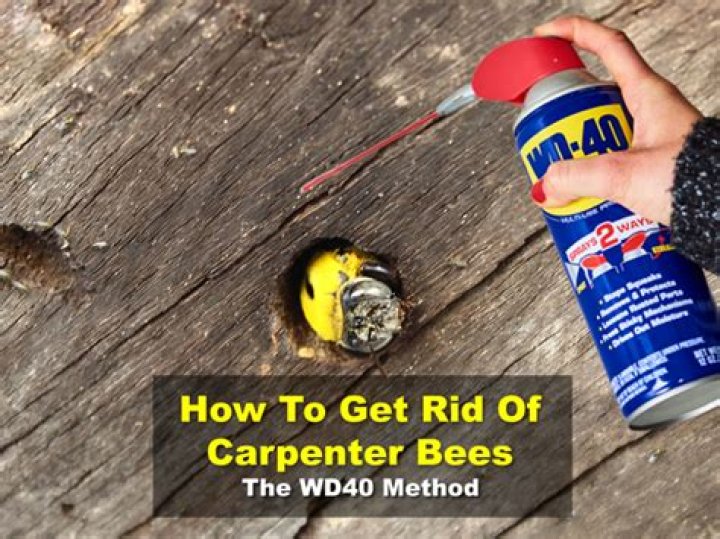 How do you get rid of aggressive carpenter bees?