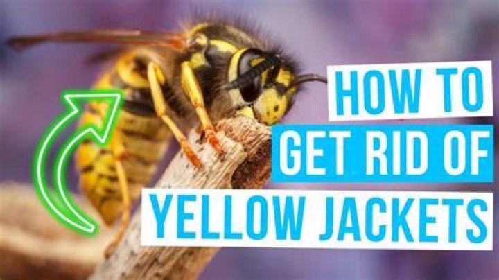 How do you get rid of yellow jackets?