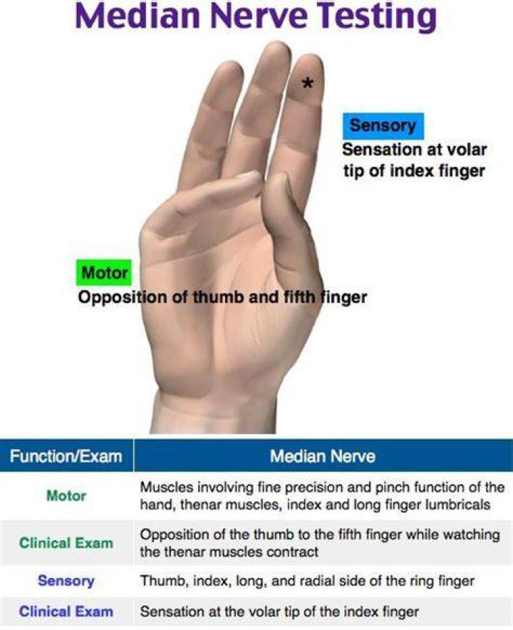 How do you test the motor function of the median nerve?