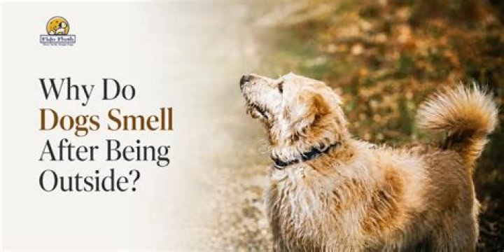 How long do dogs smell after death?