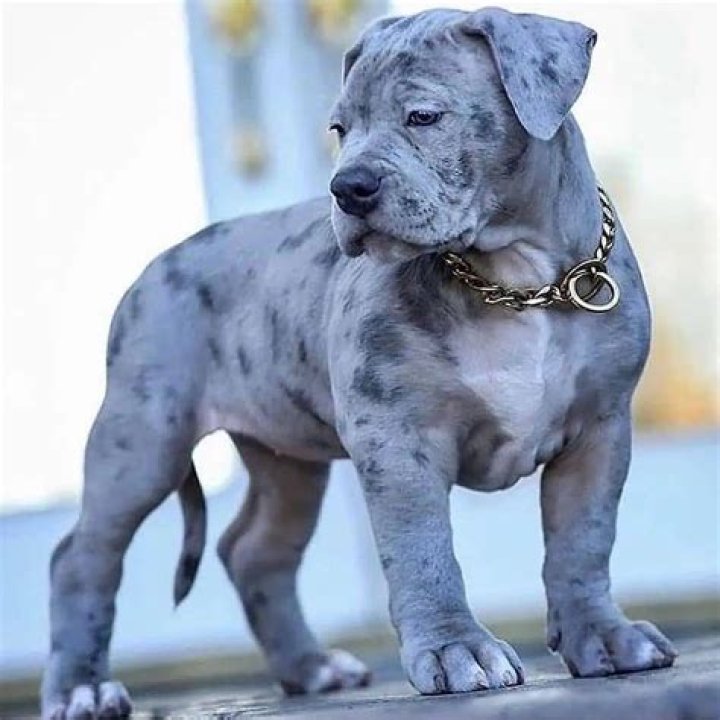 How much is a blue merle Pitbull worth?