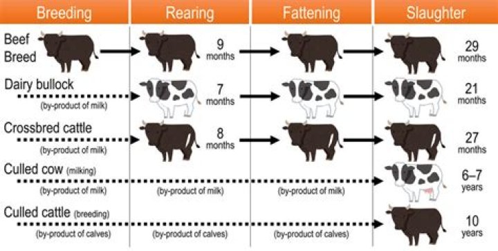 How old is a cow when slaughtered?
