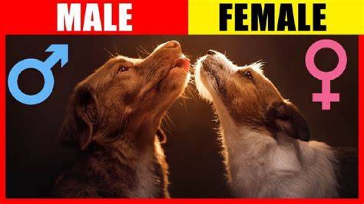Is it better to have 2 female dogs or 1 of each?