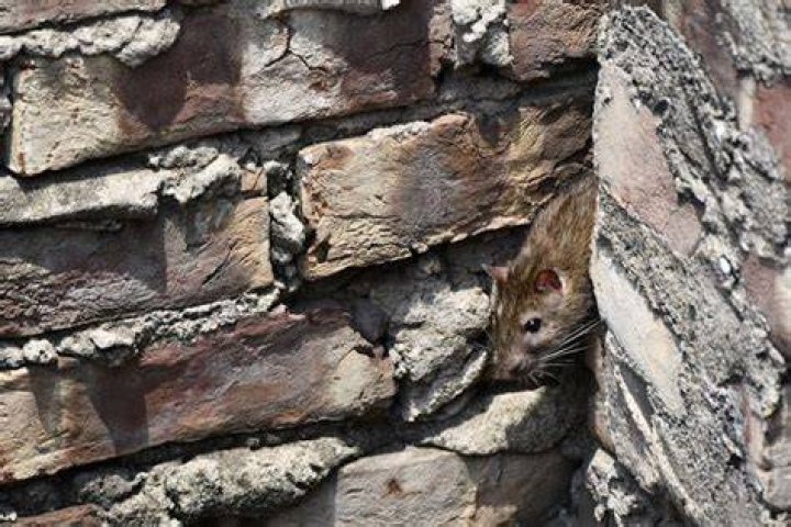 Should I worry about rats?