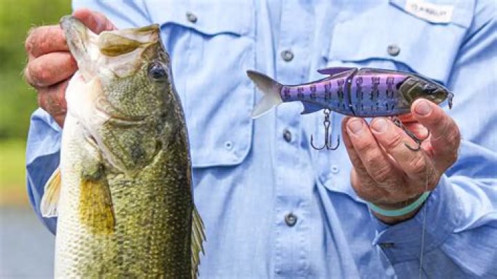 What bait catches the biggest bass?