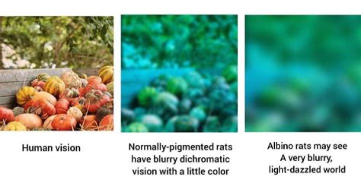 What colors do rats see?