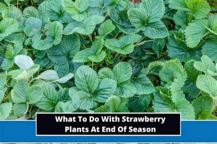 What do you do with strawberry plants at the end of the season?