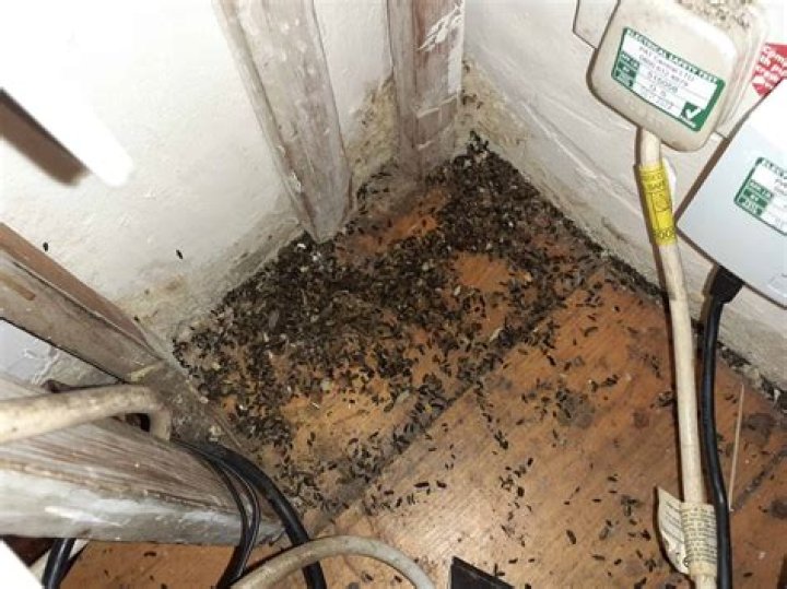 What does a rat infestation look like?