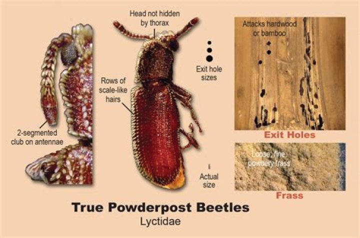 What does powder post beetles larvae look like?
