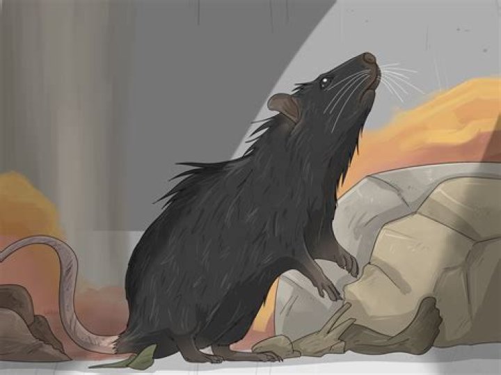 What does the rat mean in Dune?