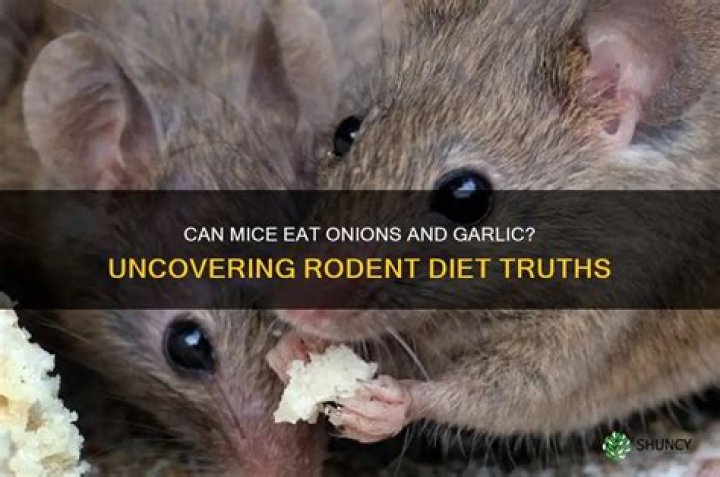 What happens if mice eat onions?