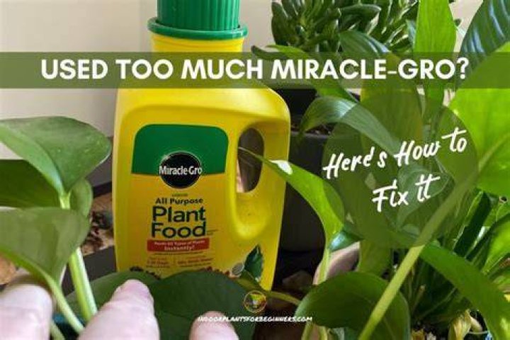 What happens if you use too much Miracle-Gro?