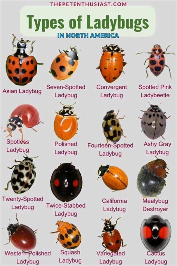 What is a good name for a ladybug?