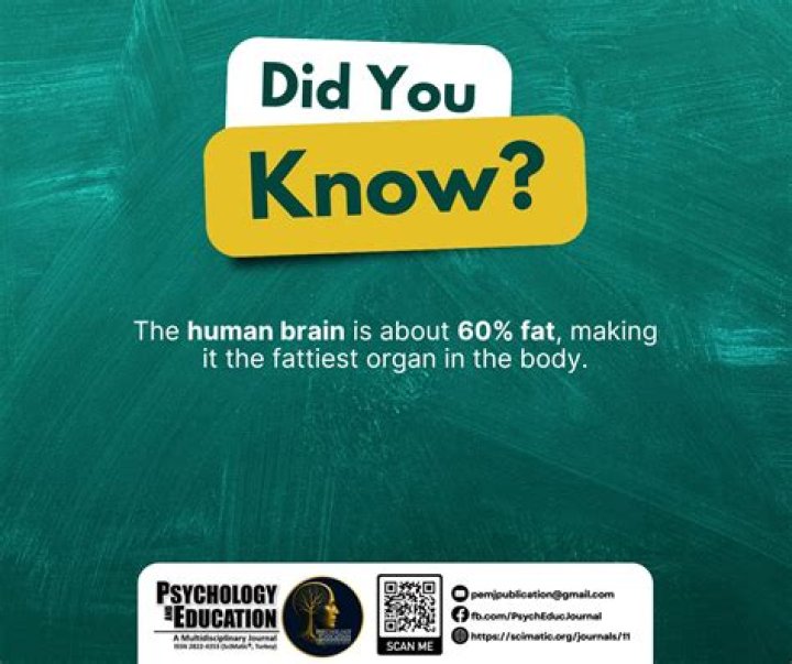 What is the fattiest organ in the human body?