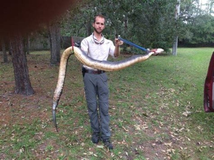 What is the largest cottonmouth on record?