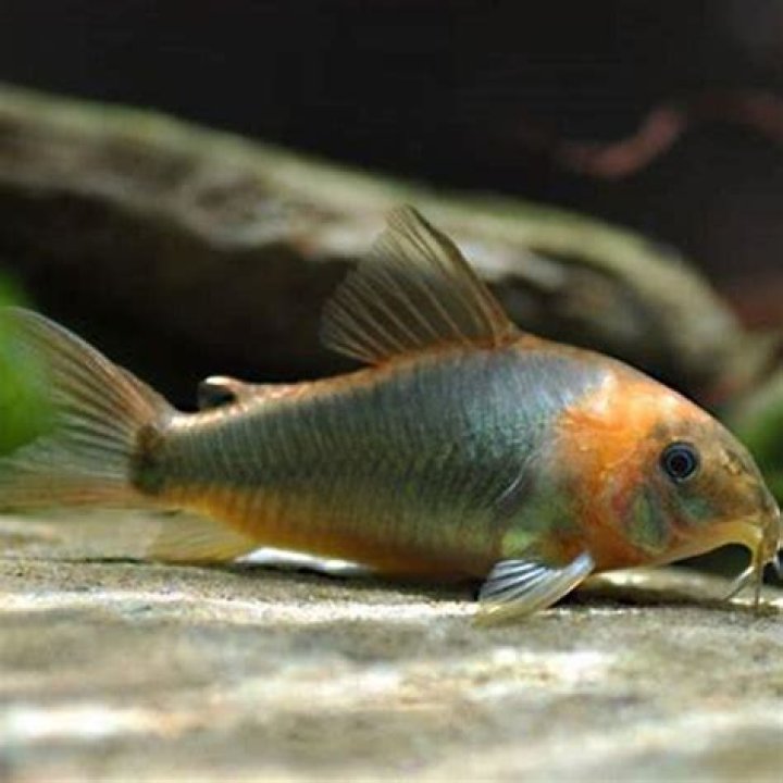 What is the rarest Cory?