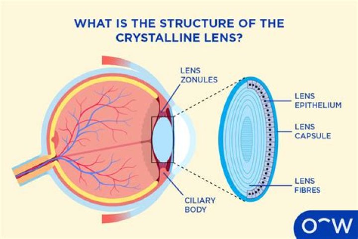 What is the use of crystalline lens?