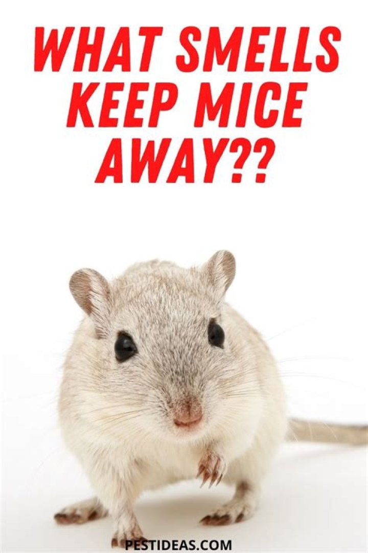 What smell deters mice?