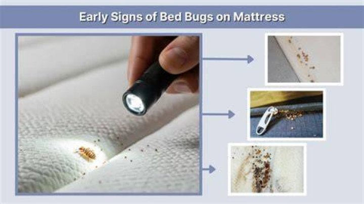 Where are bed bugs located in the mattress?