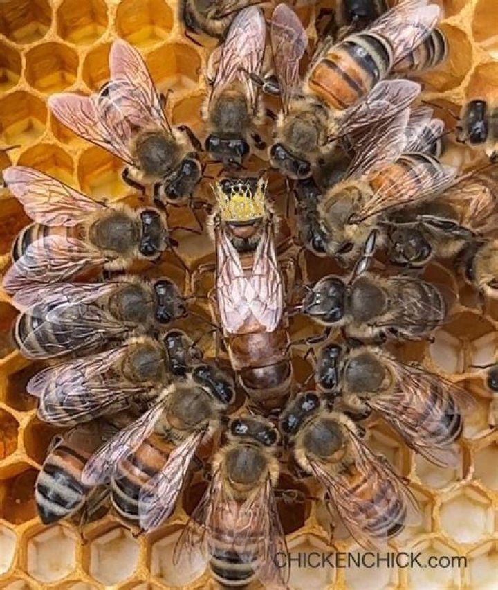 Who impregnated queen bee?