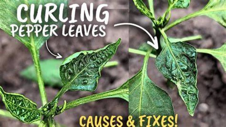 Why are my leaves curling down?