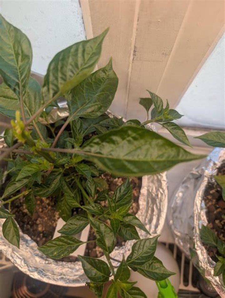 Why are my leaves curling like tacos?
