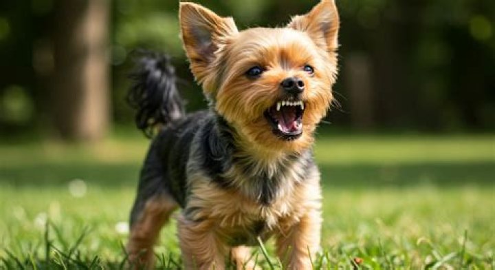 Why do dogs growl at babies?