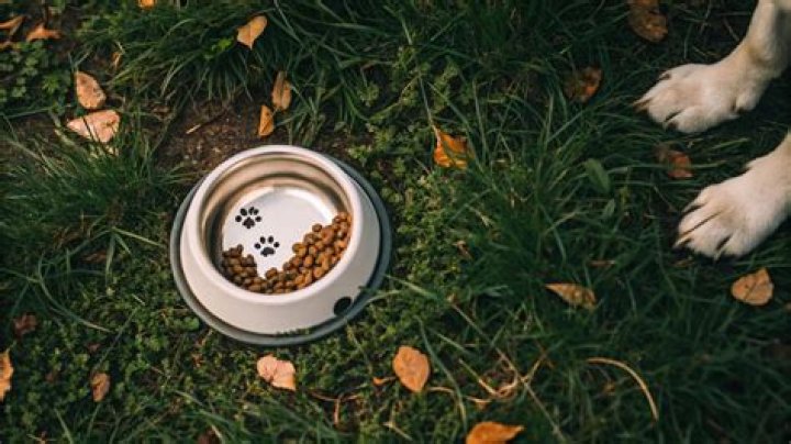 Why do dogs pee in food bowl?